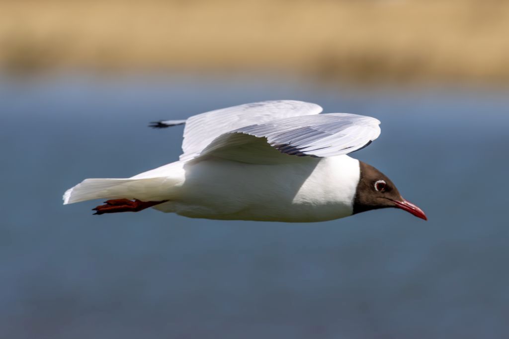 Black-headed Gull (Chroicocephalus ridibundus) In flight